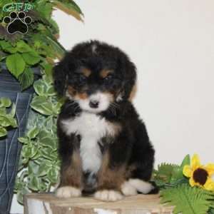 Super, Bernedoodle Puppy